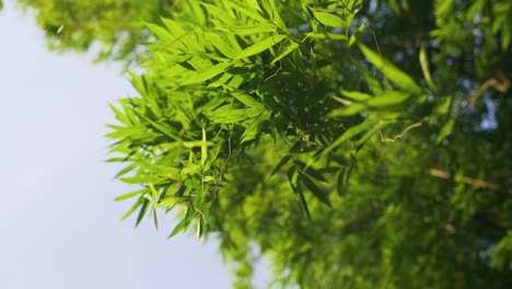 looking up at bamboo leaves