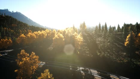 aerial drone view flight over pine tree forest in mountain at sunset