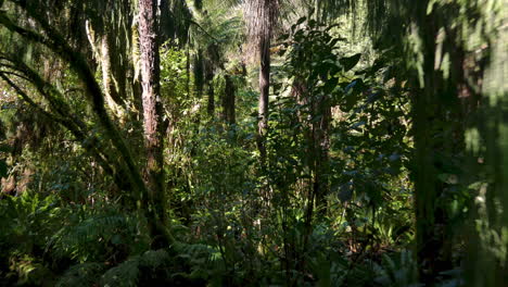 viajando a través del bosque de arbustos nativos de nueva zelanda durante el día soleado