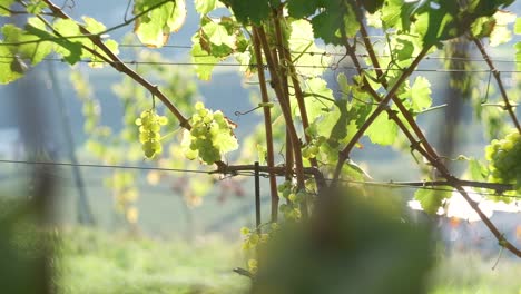 Close-up-Macro-Footage-of-Grapes