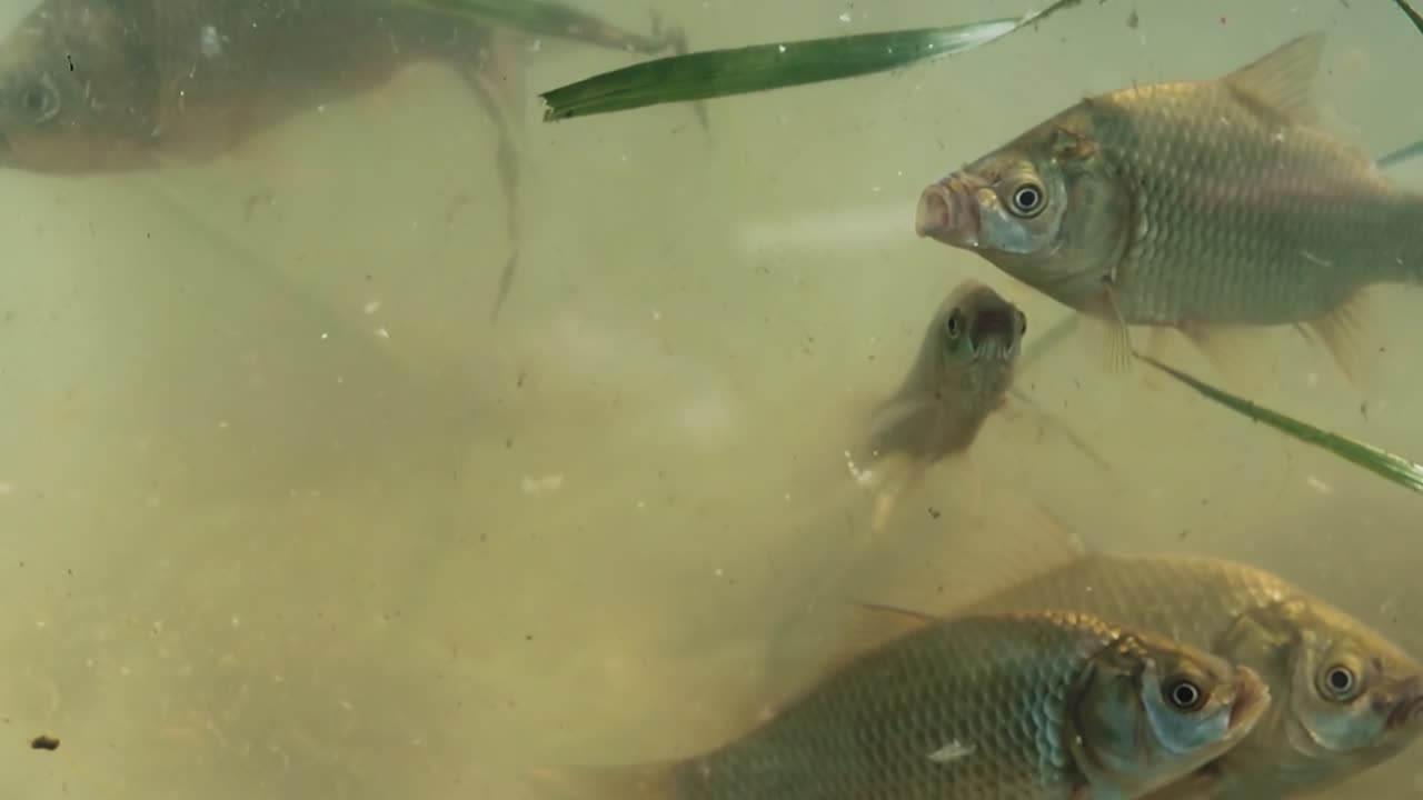 호수 에 있는 많은 물고기 카르프 가 음식 을 찾고 있다 4