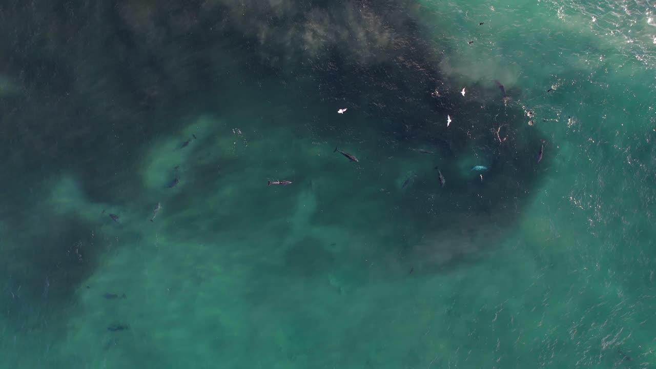 부러진 머리 에서 물고기 를 사냥 하는 바구니 코 돌고래 nsw - 바이론 지역 - 오스트레일리아