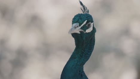 Primer-Plano-De-Cuello-Y-Cabeza-Con-Cresta-De-Pavo-Real-Curioso