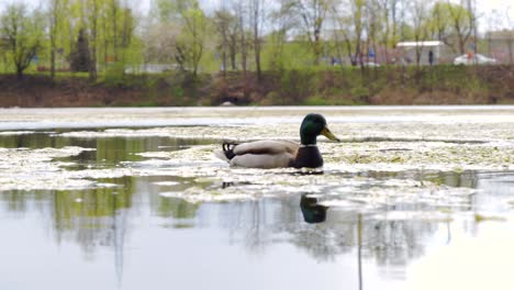 A-wild-duck-swimming-on-a-lake-in-an-urban-forest