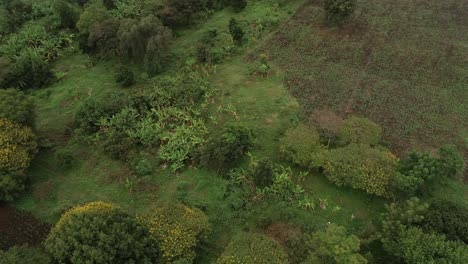 Aerial-view-of-the-agricultural-land-in-Arusha