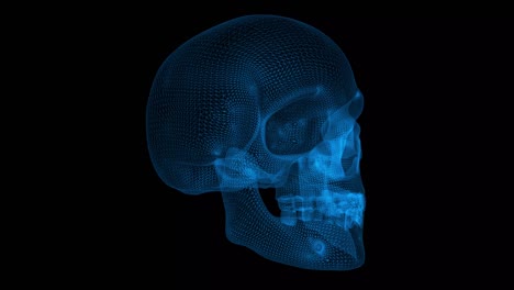 skull 3d wireframe with thin blue lines. anatomical futuristic hologram on black background. loop animation