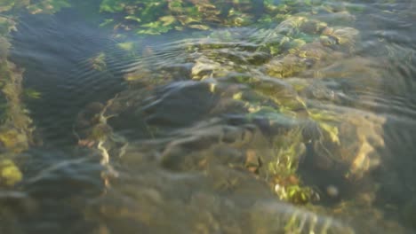 cristal water streaming on river reflecting sunlight over riverbed with foliage and algae