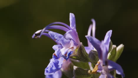 Rosmarinpflanze-Mit-Violetten-Blütenknospen