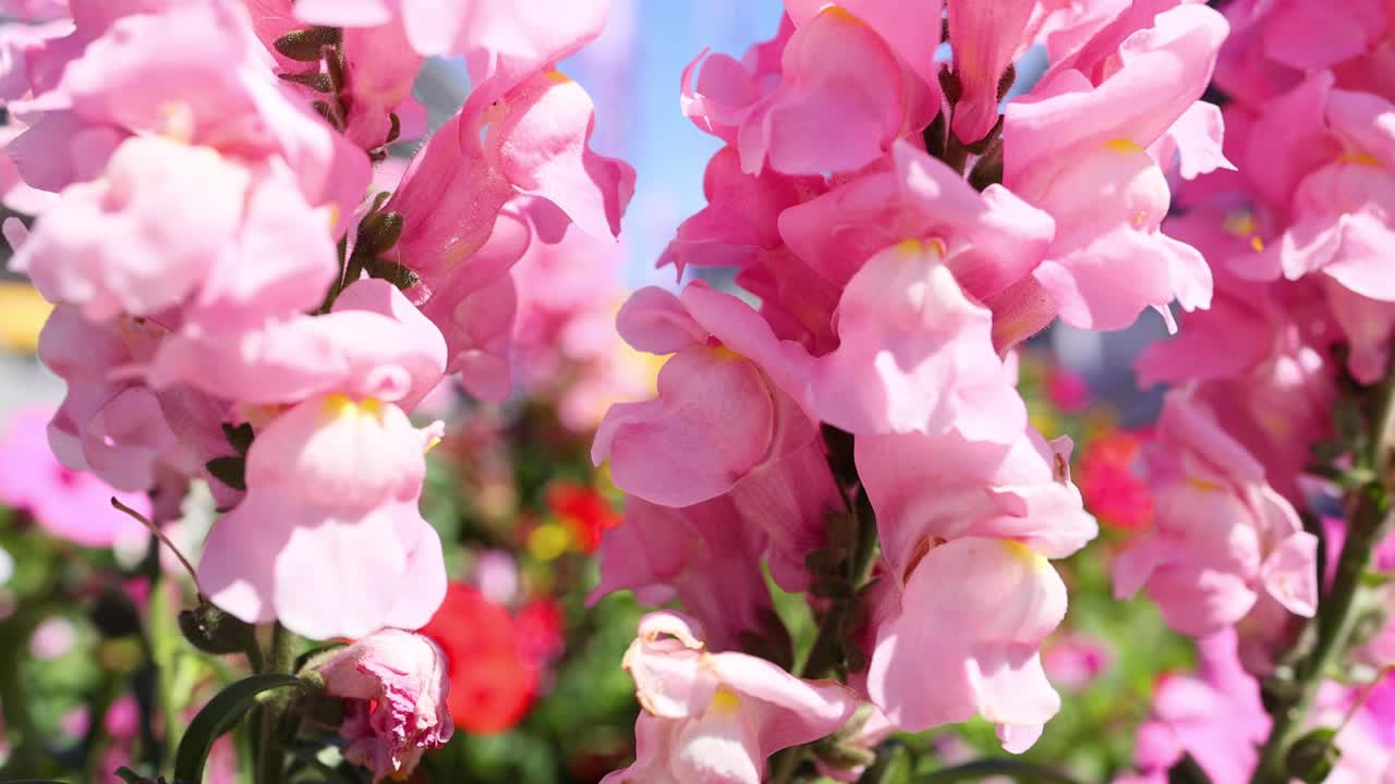 이탈리아 의 분홍색 스드래곤 꽃 의 클로즈업