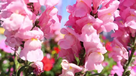 primer plano de las flores de snapdragon rosas en italia