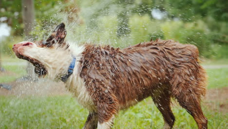 wet dog shakes off water splashes fly in all directions