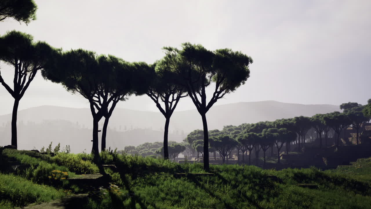 Majestic trees silhouetted against a fading light in tranquil landscape