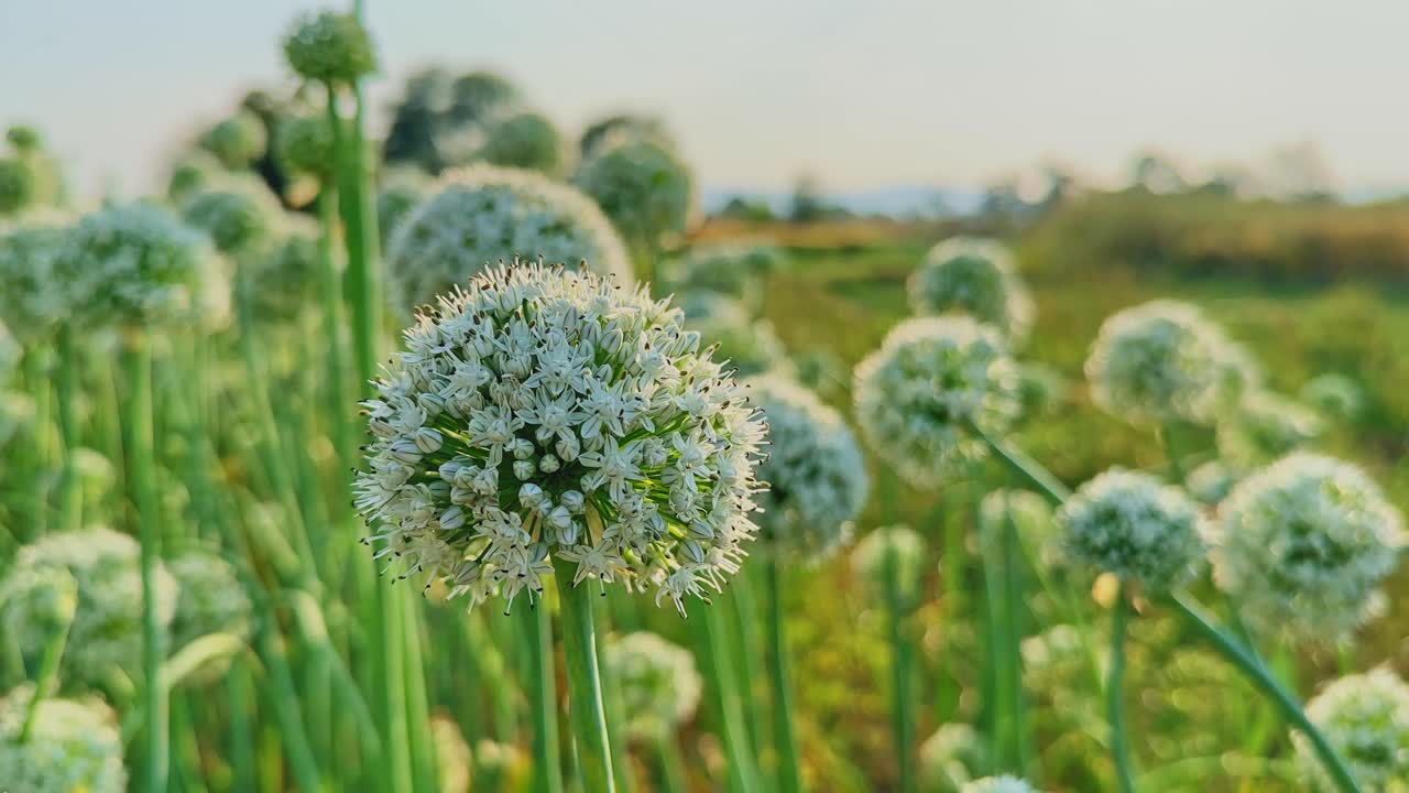 Primo piano di un capolino sferico di fiore di cipolla bianca che ondeggia delicatamente su uno stelo verde, risplendendo nella calda luce dorata del sole con uno sfondo di campo leggermente sfocato.