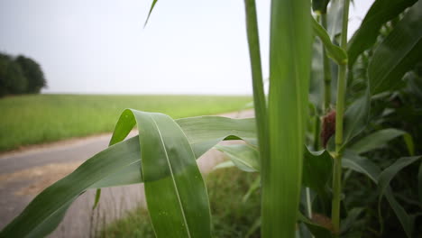 DMC-DeLorean-driving-near-cornfield