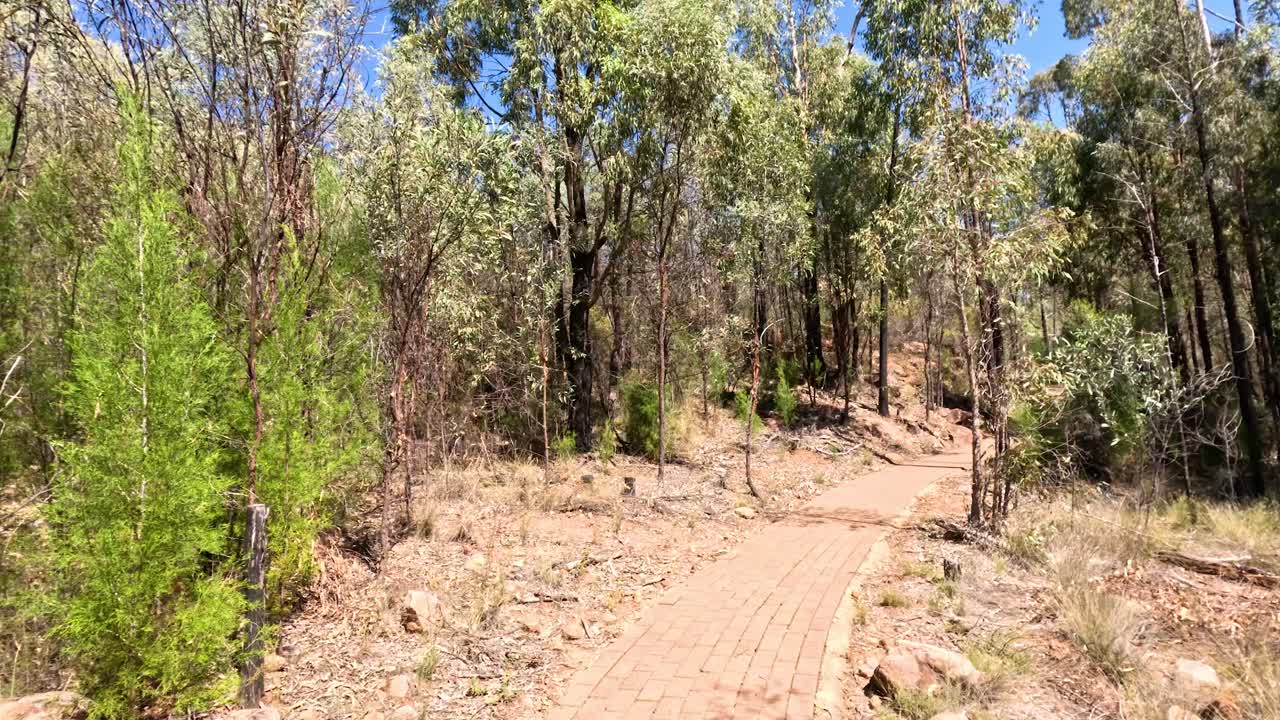 un paseo sereno por un sendero del bosque