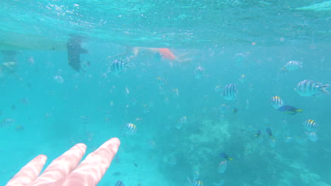 Point-of-view-of-diver-reaching-with-hand-for-tropical-fish-in-sea