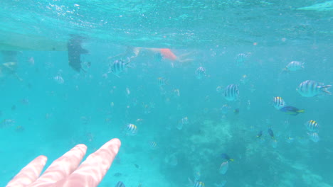 point of view of diver reaching with hand for tropical fish in sea