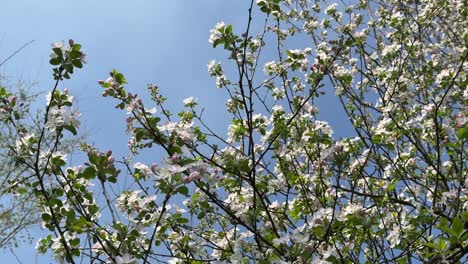 Weiße-Blütenknospen-Blühen-Im-Frühling,-Viele-Malerische,-Wundervolle-Blüten,-Sommer,-Weiße-Grüne-Blätter,-Langsamer-Wind-Im-Berghochland-In-Der-Nähe-Des-Waldes,-Wildlebenszone,-Kultur-Der-Einheimischen,-Naher-Osten