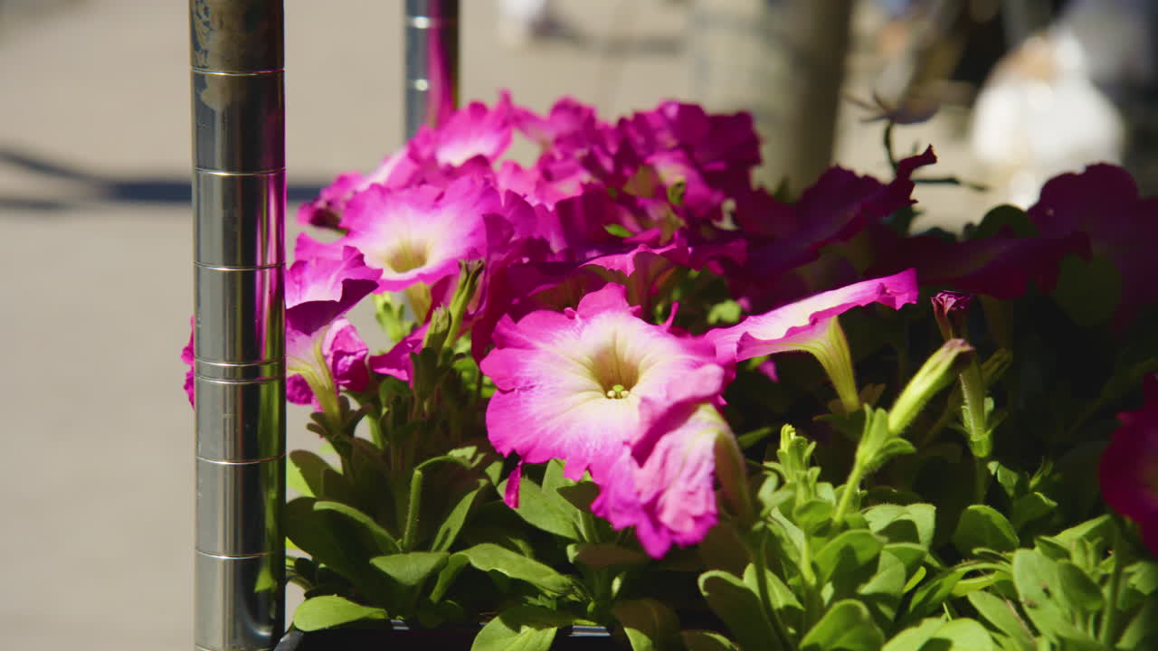 petunias de color rosa brillante en exhibición en un puesto de flores del mercado de agricultores