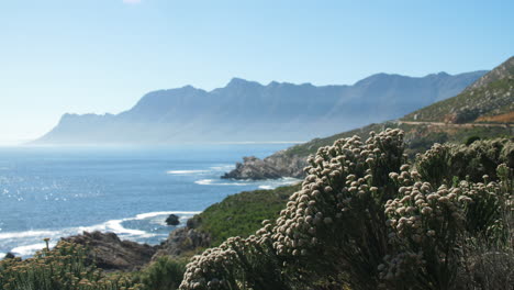 beautiful view of blue mountainous south african coastline and shimmering sea, with cars driving along coastal road in background and shrubs in foreground on sunny day