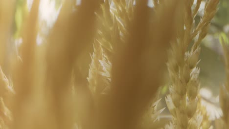 Macro-dolly-movement-on-sea-oats