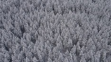 Abetos-Cubiertos-De-Nieve-En-El-Frío-Paisaje-Invernal,-Vista-Aérea