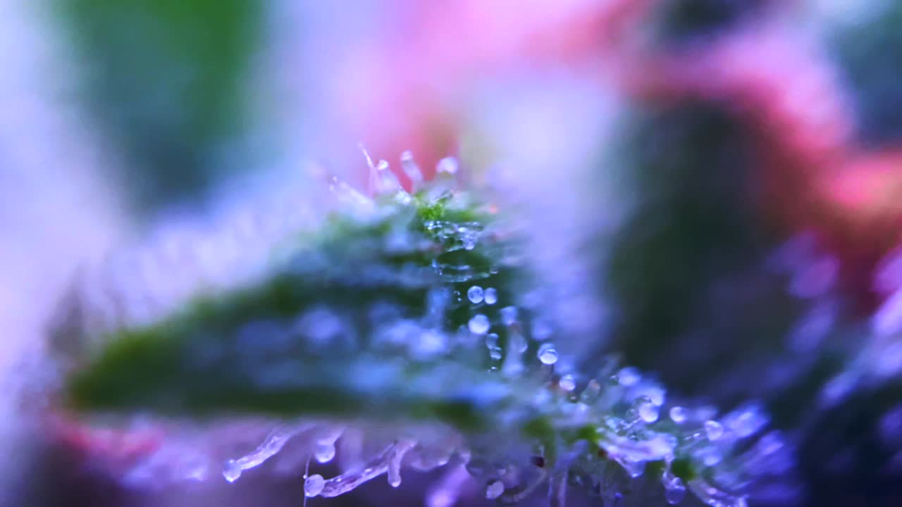 imágenes asombrosas de la droga cannabis marihuana bajo el microscopio tricomas thc cbd