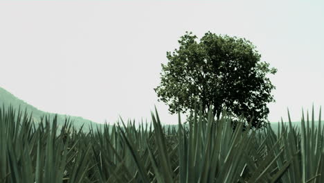 Agave-fields-between-the-mountains-of-Tequila,-Jalisco,-Mexico