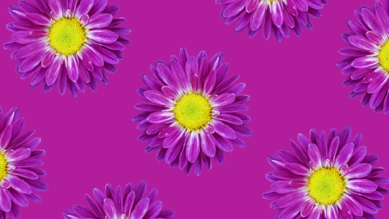patrón animado de crisantemo púrpura en un fondo púrpura. simple animación de concepto de bucle sin costura floral