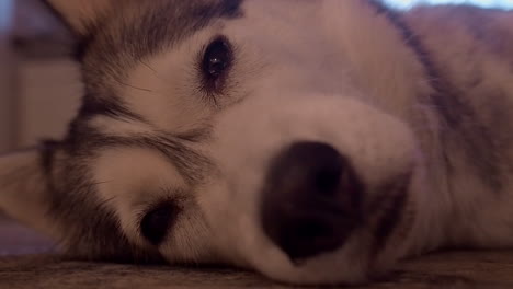 narrow focus close-up: sleeping husky dog wakes up and looks at camera