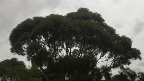 graceful eucalyptus tree swaying in the wind, a tranquil scene capturing nature's dance