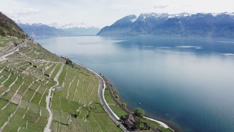 Alta-Filmación-De-Drones-Sobrevuelo-De-Viñedos-A-Orillas-De-Un-Lago-En-Suiza-Con-Montañas-En-El-Fondo