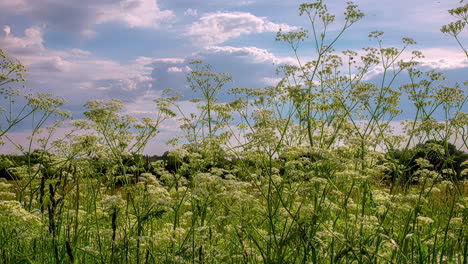 Lapso-De-Tiempo-De-Flores-Silvestres-En-Campo-Abierto-Con-Nubes-En-Movimiento-En-Riga,-Letonia