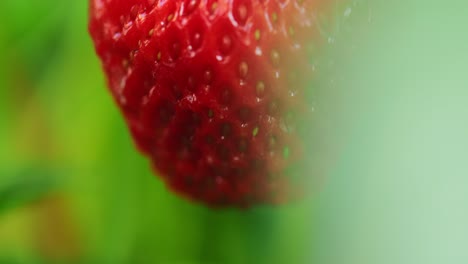 close-up of a ripe strawberry