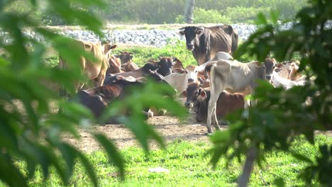 Grupo-De-Vacas-Descansa-En-La-Granja.