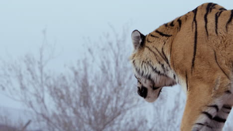 Tigre-Alejándose-De-La-Cámara-En-Un-Día-Despejado---Plano-Medio