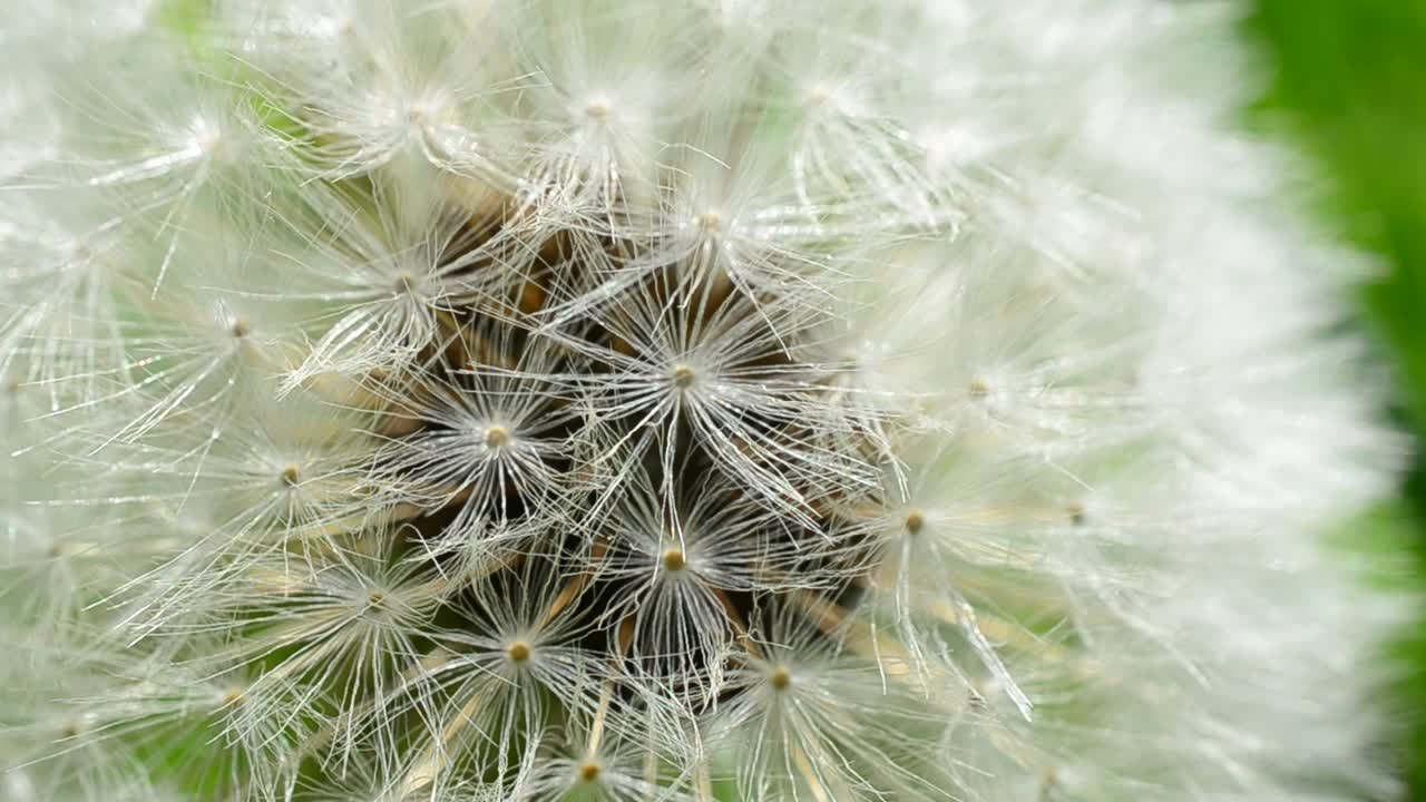 Denti di leone in primavera. Denti di leone tra l'erba