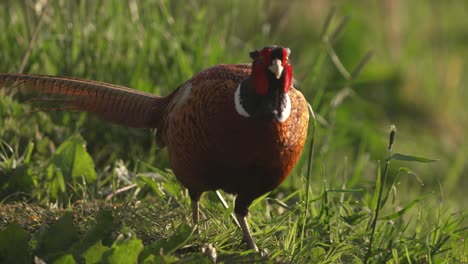 pheasant in a field