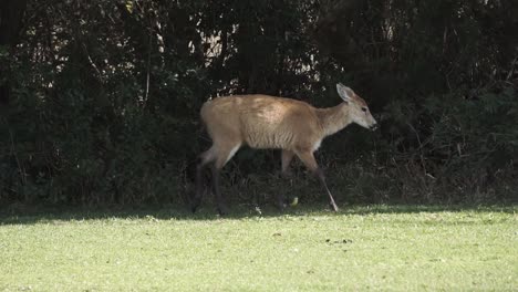 Slomo-Kamerafahrt-Von-Gefährdeten-Pampashirschen,-Die-Im-Ibera-Nationalpark-Spazieren-Gehen