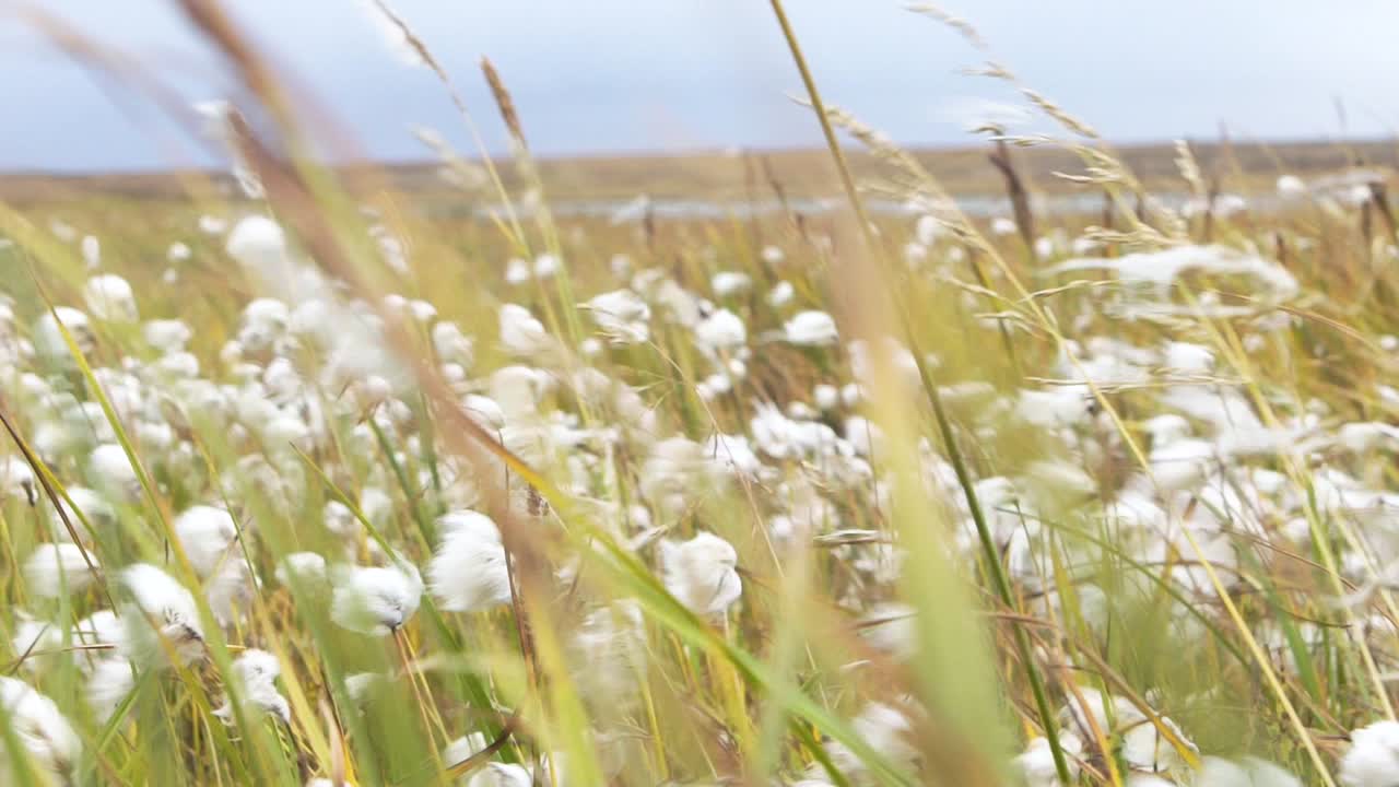 campo de tundra ártica con hierba de algodón esponjosa