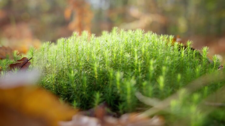Ciuffo di felci verdi nella foresta in autunno
