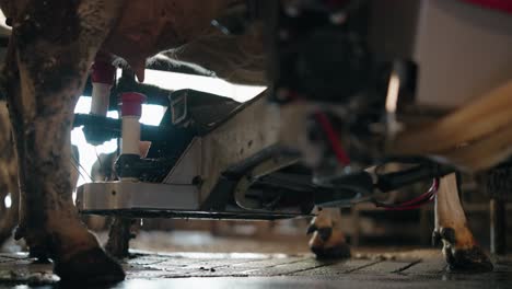 robotic arm machine milking dairy cow in the farm