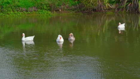 gansos flotando en el lago disfrutando de la luz del sol