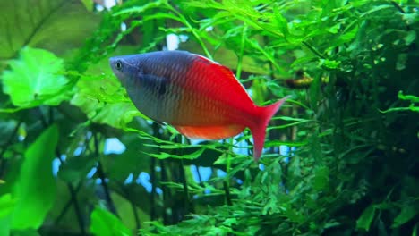 Colorful-fish-swimming-in-a-vibrant,-lush-green-aquarium,-side-view,-clear-water