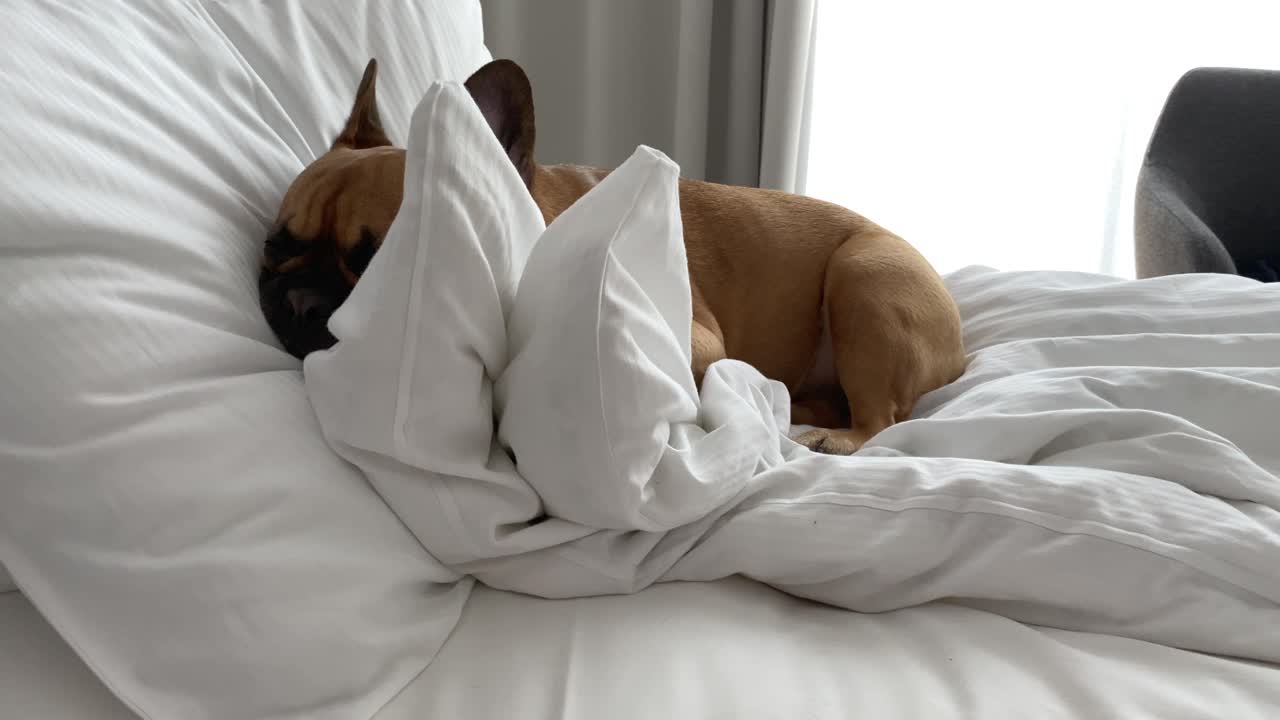 매력적인 프랑스 불독 강아지가 흰 시트가 있는 침대와 베개에 웅크리고