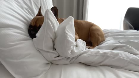 charming french bulldog puppy curled up on bed and pillow with white sheets