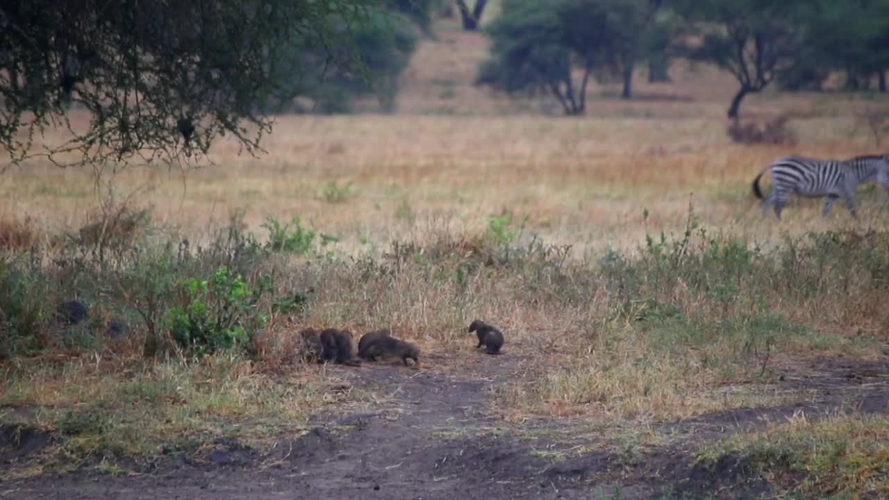 얼룩말이 그들 뒤를 조용히 지나갈 때 아프리카 사바나의 땅에서 놀고 있는 몽구스 무리