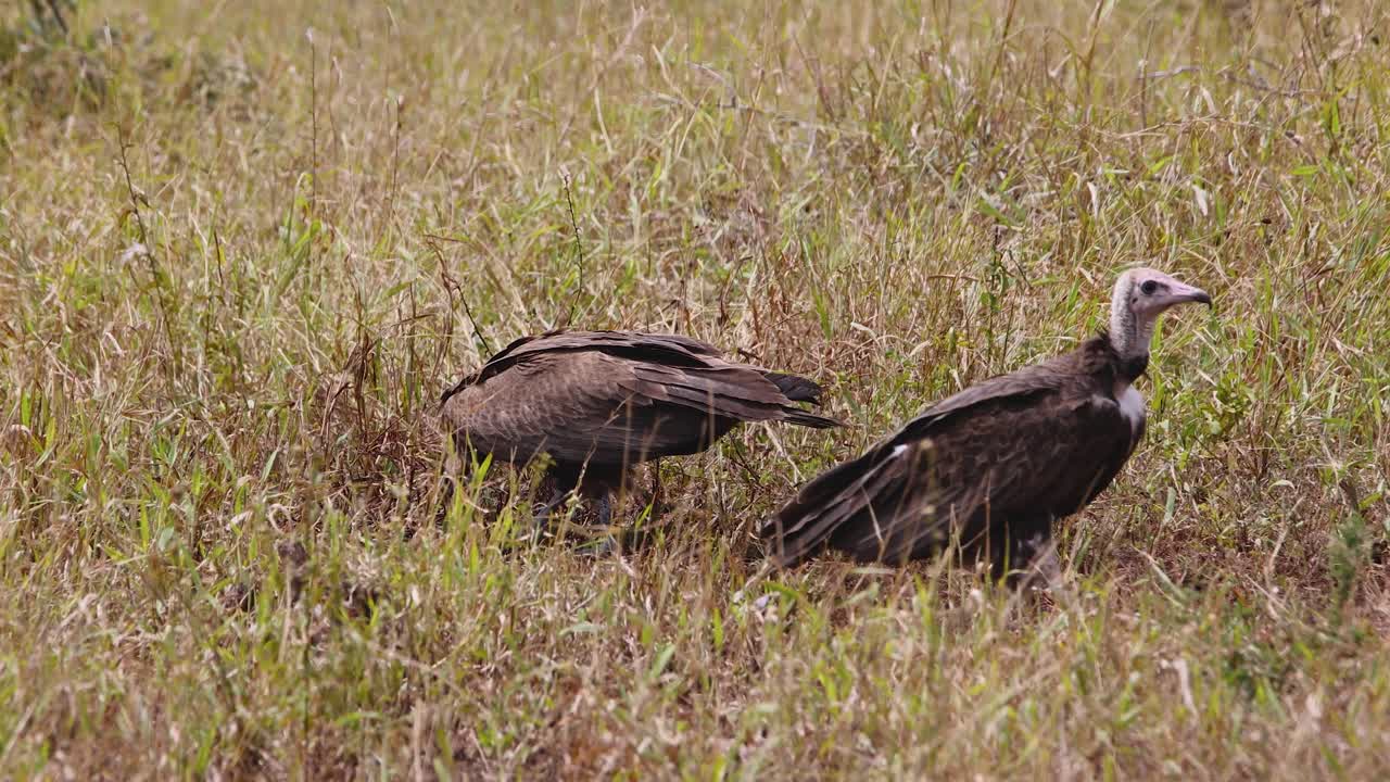 Medium close up of Critically Endangered Hooded Vultures feeding and picking on leftover meat with sharp beak in grassy savanna, Kruger National Park
