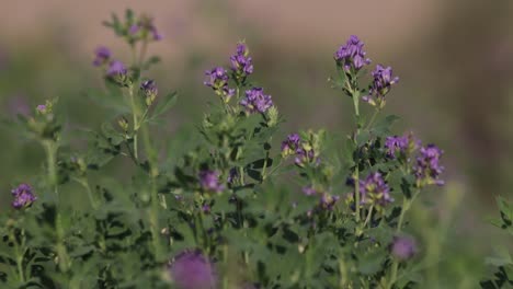 Flores-Moradas-De-Alfalfa-Que-Soplan-En-El-Campo-Del-Viento,-Primer-Plano-Todavía-Tiro,-Medicago-Sativa