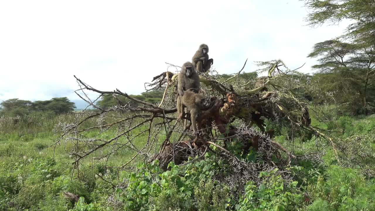 Olive baboons (Papio anubis), also called the Anubis baboons copulating on a broken acacia tree in the Ngorongoro Crater. Tanzania.